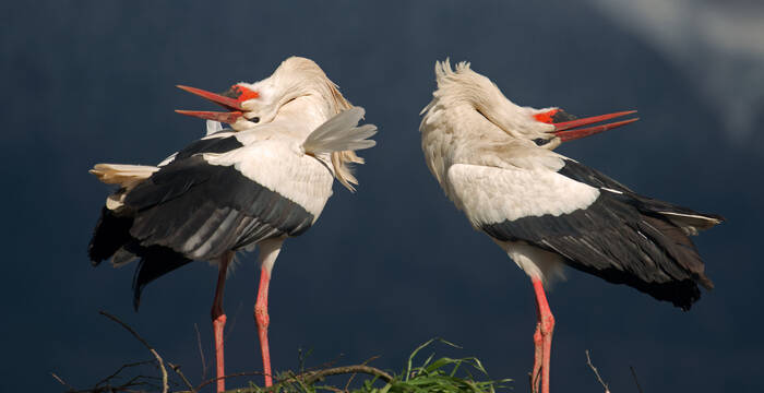 Weissstorch