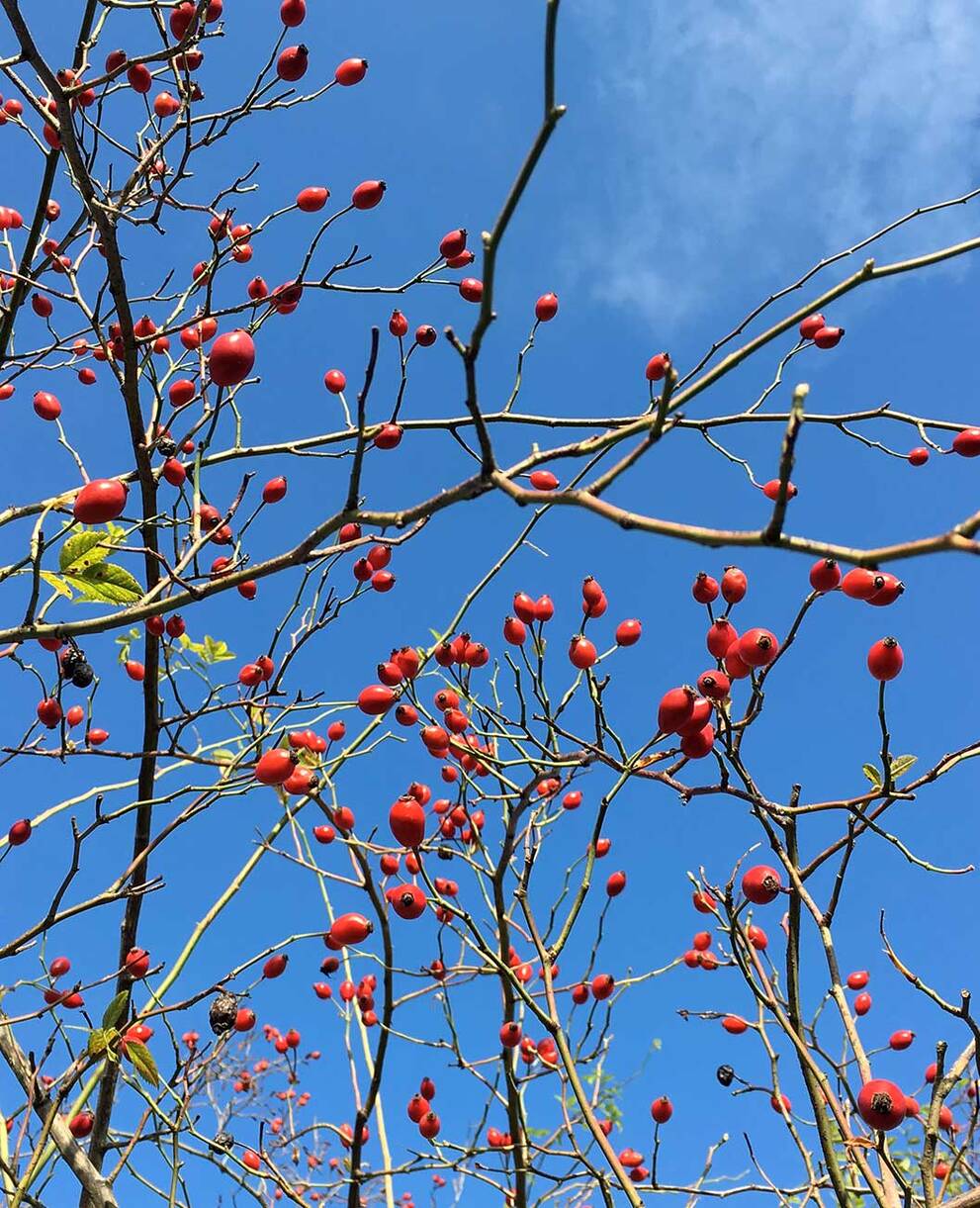 Tagesexkursion Waldbeeren und Wildpflanzen im Berner Jura