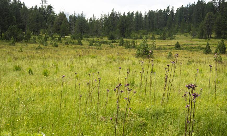 Mit der Aufwertung der Moorlebensräume wird kräftig in die Biodiversität investiert.