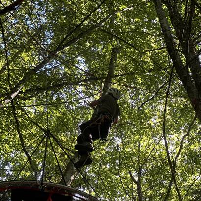 Personne qui grimpe dans les arbres